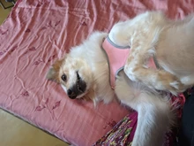 Vest Harness Leash-Set Dogs No-Pulling Padded-Reflective Pet-Dog Nylon Adjustable And