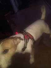 Perro suministros nailon mascota perros arnés Collar de Pet de alta calidad productos harnais pour chie para grandes Grande Mediano pequeño arnés de perro