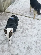 Dog-Coat Winter HOOPET for Dogs Clothing Warm Christmas Big