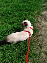 Arnés y correa para cachorros y gatitos, cinturón de tracción ajustable para animales, cuello Halter para gatos y gatitos, sin cartón