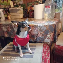 Ropa de verano para mascotas, Camiseta con estampado de flamenco para perro, chaleco para perros pequeños y medianos, accesorios para mascotas, chaleco para gatos, camisas, XS-2XL