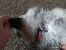 Etiqueta de identificación personalizada para perros y gatos, accesorios de identificación para perros y gatos