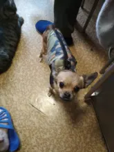 Pet-Clothing Jacket Apparel Costume Coat Puppy Dogs Chihuahua Winter 