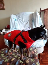 De invierno para mascotas ropa de perro francés mascota Bulldog cálido Chaleco con arnés abrigo perro ropa chaleco pequeño mediano para perros