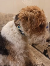 Collar para perro personalizado de nailon, con grabado impreso, identificativo, para cachorros, pequeños, medianos y grandes