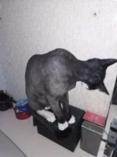 Cortadora de pelo eléctrica profesional para mascotas, máquina de aseo recargable para cortar el pelo de animales, afeitadora para perros y gatos