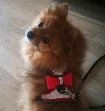 Pet-Supplies Harnesses-Vest Dog-Accessories Pitbull Dogs Reflective Pug Bling Medium