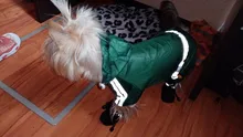 Ropas impermeables para perro para perros pequeños para abrigos lluvia chaqueta chubasquero de cachorro ropa para Chihuahua y Yorkshire productos para mascotas 30S2