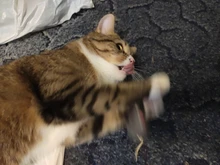 False-Mouse Simulation-Mice Noise-Playing-Toys Rabbit-Fur Kitten For Cats Pet-Supplies