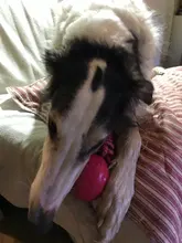 Tug Toy Rope Chew Dogs Interactive-Chew Teeth Cleaning-Toys Palying HOOPET Small Large