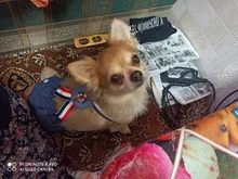 Panties Briefs Underwear Pet-Physiological-Pants Dog-Diaper Sanitary-Shorts Washable