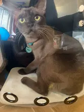 Bolsa de viaje de burbuja con ventana de astronauta, cápsula espacial transpirable, mochila transparente, mochila portamascotas, mochila para perro y gato