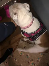 Pet-Collar Spikes Small Round for Medium M/L