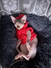 Ropa de Gato caliente para mascotas, abrigo, chaqueta para perros pequeños, medianos, gatos, Chihuahua, ropa de Yorkshire, disfraz rosa, S-2XL