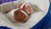Pet-Bed House Kennel Guinea-Pig Rabbit Home Blanket Kitten Small for Dogs Soft Cats