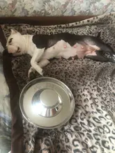 Dog-Bowl Puppy-Litter Stainless-Feeder Dish-Weaning Pet Food-Feeding Silver