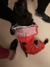 Raincoat Chihuahua Waterproof Summer Puppy Dogs Reflective for Small Nylon Ropa Perro