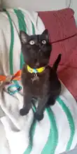 Collar de gato personalizado con campana, Collar de gatito personalizado, estilo bohemio, grabado gratis, placa de etiqueta de identificación de pez