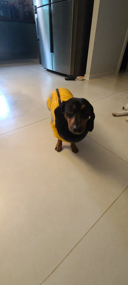 DogMEGA Waterproof Coats for Dog | Warm Jacket for Large Dog photo review