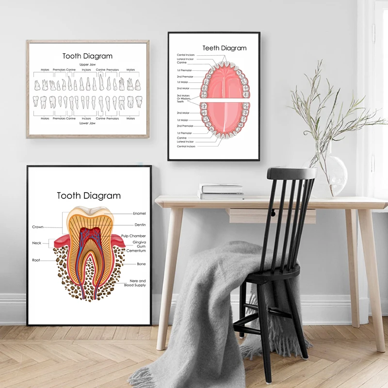 Biology for Human Teeth Print