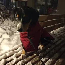 Jackets Dog-Coats Outdoor Winter Pet-Dog Dogs Large Medium for Warm Clothing Kurtka Ubranka