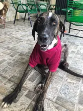 3XL-9XL Big Dog Clothes Winter Large Size Pet Clothing Golden Retriever Dog Coats Solid