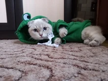 Dog Winter Warm Clothes Cute Plush Coat Hoodies for bulldog Pet Costume Jacket