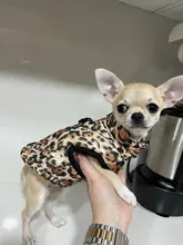Ropa de invierno para mascotas, atuendo con chaleco cálido para perros pequeños, abrigo para perro, Chihuahua acolchado, a prueba de viento, 20