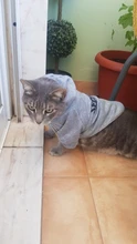 Cat Clothes Pet Cat Coats Jacket Hoodies For Cats Outfit Warm Pet Clothing Rabbit Animals