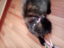 Leash-Set Harness Pet-Products Cat-Collar Adjustable Belt Dog Animals Kitten Nylon And