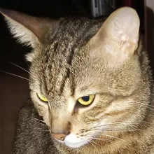 A***a