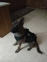 Vest Pouches Pet-Harness Dogs No-Pull Training Molle Military Hiking Tactical Large Medium