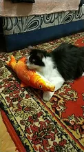 Pet Soft Plush Creative 3D Carp Fish Shape Cat Toy Gifts Catnip Fish Stuffed Pillow Doll