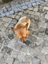 Cortadora de pelo para perros, afeitadora de pelo para mascotas (gato/perro/conejo), profesional, recargable e inalámbrica