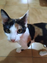 Cepillo para quitar el pelo de perros y gatos, herramientas para el cuidado de mascotas, Furmines Cini, peine recortador de pelo para perros y gatos