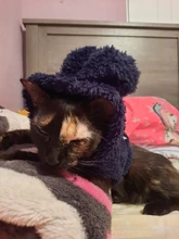 Ropa de Gato caliente para mascotas, abrigo, chaqueta para perros pequeños, medianos, gatos, Chihuahua, ropa de Yorkshire, disfraz rosa, S-2XL