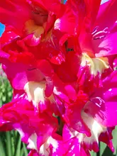 Curly Wig Hairpiece Natural Black/blonde Medium Women's Strongbeauty