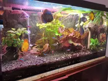 ZRDR-Sistema generador de CO2 para acuario con válvula de solenoide, herramienta para generar CO2 para el crecimiento de las plantas acuáticas, difusor contador de burbujas