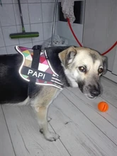 K9 Harnesses For Dogs Customizable Dog Name label Reflective Adjustable Dog Harness Vest