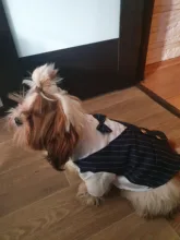 Shirt Tuxedo Pet-Outfit Christmas-Costume Wedding-Suit Cats Gentleman Halloween Small Dogs