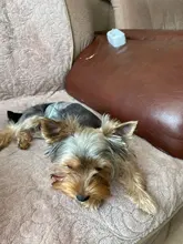 OhBabyKa-pantalones cortos lavables y reutilizables para perros, pañales duraderos y cómodos, con estilo, para perros de 3 tallas S, M y L