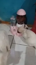 7 pocilga Gato tazón para comida de perro de tazones de alimentación 2 L perros de alimentación fuente de agua potable de 600ml Waterer gatito lento de cachorro