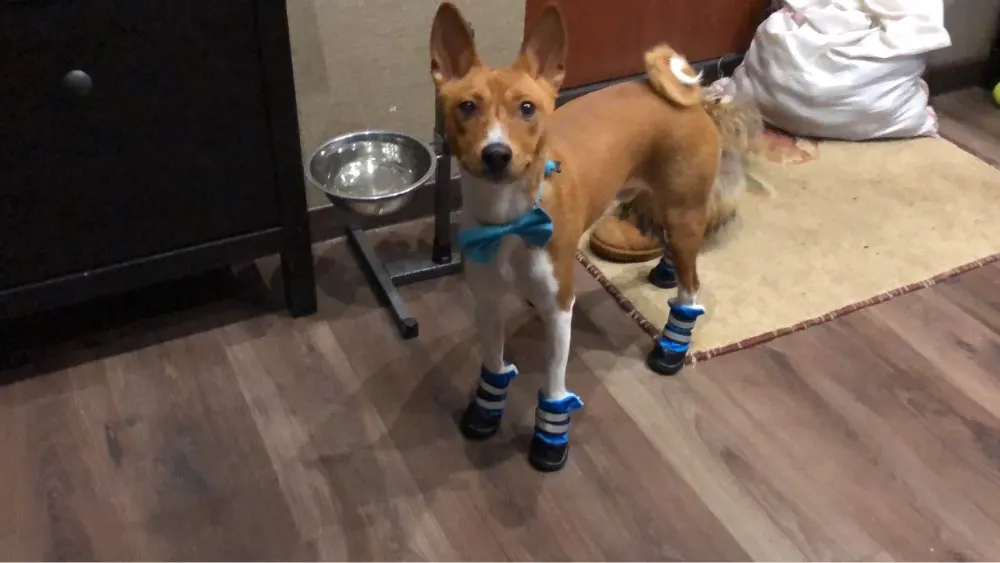 Köpek ayakkabısı