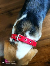 Collar sólido de nailon para perros pequeños, medianos y grandes, osito Keji Pitbull Bulldog Beagle
