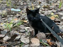 Leash-Set Harness Pet-Products Cat-Collar Adjustable Belt Dog Animals Kitten Nylon And