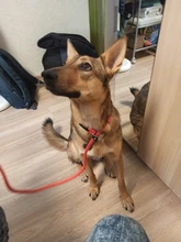 Rope-Chain Pet-Products Dog-Collar Dog-Traction HOOPET Golden Nylon-Material Teddy Comfortable