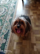 Pets-Clippers Hair-Trimmer Foot-Cutter Pet-Grooming-Kit Nail-Grinder Baorun Rechargeable