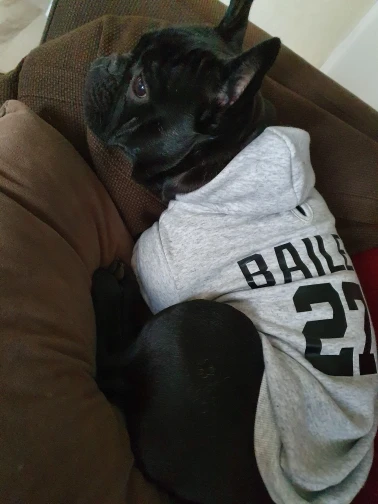 Köpek sweatshirt