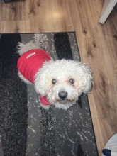 Coat Puppy Clothing Pet-Dog-Jacket Dogs Chihuahua Yorkshire Hoodies Outfit Small Winter