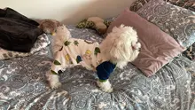 Pyjama Clothing Dog-Puppy-Jumpsuit Sleepingwear Warm Dogs Yorkshir-35 for Small Cat Medium